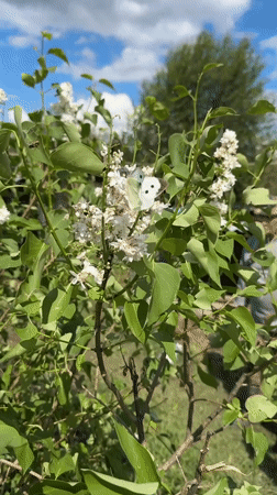 Spring garden life documented in Russian village
