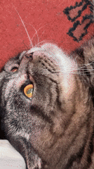 Cats lounging on a red patterned rug