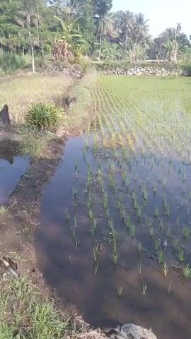 The video shows a rice paddy in a rural setting. Rows of young rice seedlings are planted in flooded fields. The surrounding area is lush with vegetation, including palm trees and other tropical plants. The sun is shining, casting shadows across the water. The scene appears peaceful and natural.