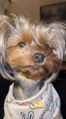 Moscow resident shares intimate moments with Yorkshire Terrier at home