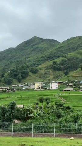 This is a vertical video taken from a moving vehicle, possibly a train or car, showcasing a rural landscape. The foreground features a grassy area with a fence made of wire mesh and brick. Beyond the fence, lush green rice terraces dominate the midground, interspersed with small clusters of traditional houses with dark roofs. A few modern buildings, taller and with lighter colors, are visible in the distance among the terraces. The background is characterized by rolling green hills and mountains under a cloudy, overcast sky. The overall impression is one of a serene, agricultural environment in a hilly region.