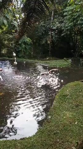 A group of flamingos are gathered in a pond surrounded by lush green foliage. One flamingo is actively splashing in the water, while others stand near the edge or swim in the pond. The water is dark and reflects the surrounding trees. The scene appears to be a natural habitat or an aviary designed to mimic one.