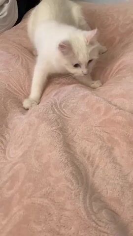 A fluffy white kitten is on a light pink textured bedspread. The kitten is mostly still, but shifts its weight slightly and turns its head once. A person is partially visible in the top left corner. An indistinct voice is audible in the background.