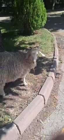A sheep stands near a tree and a curb. The sheep has a bell around its neck. The sheep lowers its head and appears to be eating something off the ground. The scene is outdoors on a sunny day.