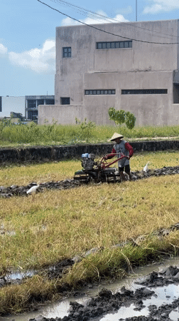 Farmer works flooded field alongside foraging egrets in Mengwi