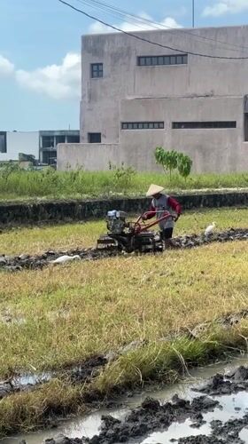 Farmer works flooded field alongside foraging egrets in Mengwi