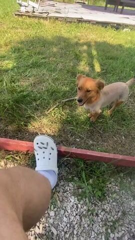 A small, light brown dog with a shaved body and long fur on its head and tail is standing in a grassy area. It is holding a stick in its mouth and looking at the camera. In the foreground, a person's foot wearing a white Croc shoe and a white sock is visible. The background shows a wooden deck and some trees. The lighting suggests it is daytime, possibly late afternoon due to the shadows. The dog appears to be interacting with the person.