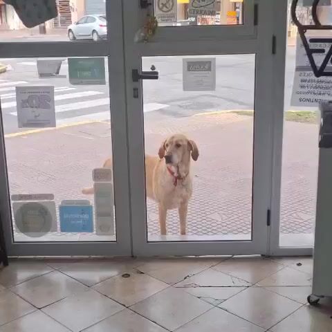 The video shows a light-colored dog with a red collar standing behind a glass door, looking towards the camera. Outside the door, there is a sidewalk with a crosswalk. People walk by in the background. The dog appears to be waiting. The environment seems to be an entrance to a store or business. The floor inside is tiled.