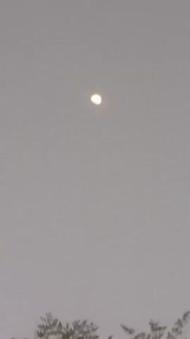 The video shows a daytime sky with a bright moon visible. Some tree branches are visible at the bottom of the frame. The sky is overcast, and the lighting is diffused. The camera angle looks upward.