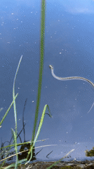 Dog, snake, fish share Sofia pond in morning wildlife encounter