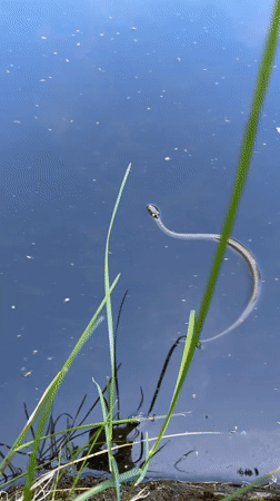Dog, snake, fish share Sofia pond in morning wildlife encounter
