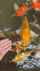Visitor feeds koi fish at Vietnamese heritage area pond