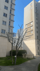 Pruned tree documented between apartment buildings in Esenyurt
