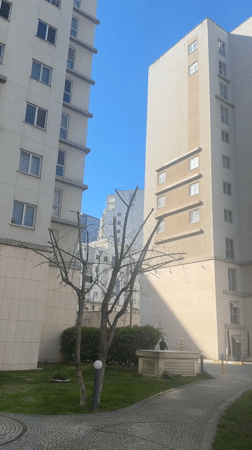 Pruned tree documented between apartment buildings in Esenyurt