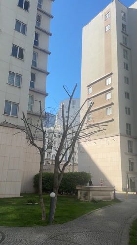 Pruned tree documented between apartment buildings in Esenyurt