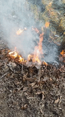 Controlled leaf burning observed in Lhokseumawe, Indonesia