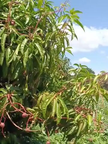 A video captures a close-up of a tree laden with small, round, purplish-red fruits, likely unripe mangoes or lychees, hanging from thin, reddish stems. The fruits are clustered on branches amongst lush green, elongated leaves. The tree appears to be outdoors, with other foliage visible in the background. The lighting suggests a bright day.