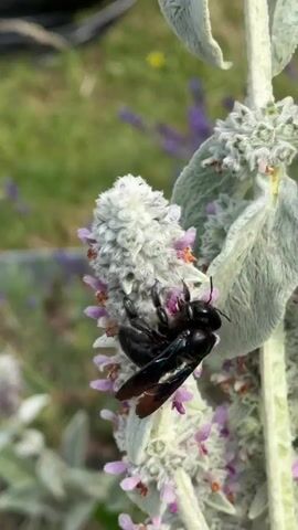 A close-up shot captures a large, iridescent black bee, possibly a carpenter bee, actively feeding on a flowering plant with soft, fuzzy leaves and small purple blooms. The bee's body is dark and shiny, with visible wings that catch the light, displaying hints of blue and green. It is positioned upside down on one of the fuzzy flower heads, its legs gripping the petals as it probes for nectar.

The plant appears to be Lamb's Ear (Stachys byzantina), characterized by its velvety, silver-green leaves arranged in whorls along a sturdy stem. The flower spikes are densely packed with tiny, fuzzy buds and delicate purple florets, interspersed with dried parts of previous blooms. The background is softly blurred, suggesting an outdoor setting with dappled sunlight, hinting at a warm, possibly sunny day. The muted greens and purples of the background suggest a garden or natural landscape. A second, smaller bee is partially visible in the lower left corner of the frame, also appearing to be a darker color.

The focus is sharp on the main bee and the immediate flower it's interacting with, creating a sense of intimacy with the subject. The overall impression is one of a peaceful, natural moment, highlighting the intricate details of insect-plant interaction. There is no visible text in the media file. The time of day appears to be daylight, with the quality of light suggesting it could be late morning or early afternoon.