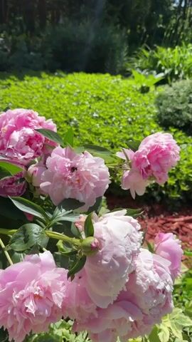 This media file is a close-up, vertical video showcasing a cluster of pink peonies in full bloom. The flowers are the primary subject, with their lush, ruffled petals and vibrant pink hues dominating the foreground. The setting appears to be a garden or park on a sunny day, evidenced by the bright sunlight illuminating the scene and casting dappled shadows. In the background, a dense, green hedge creates a soft, blurred backdrop, adding depth to the image. Some of the peony blossoms have small, dark insects, possibly bees, visible on or within them, suggesting the natural activity of pollination. The greenery around the peonies, including some variegated leaves in the lower portion of the frame, suggests a well-maintained garden environment. The overall mood is serene and natural, highlighting the beauty of the flowers and the warmth of a summer day. There is no visible text in the media file. The location context is Levkovo, Russia.