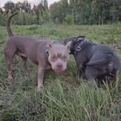 Dogs meet near a cosmonaut monument in Ulyanovsk