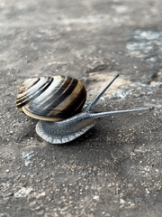 Striped snail crawling across a gray surface in Chaikovsky