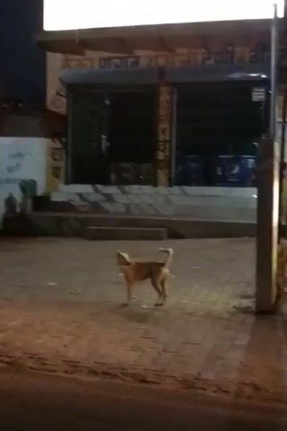 The video shows a dog standing in the middle of a street at night. The dog is facing to the right of the frame and appears to be barking. The street is paved and appears to be dimly lit by streetlights. There are buildings on either side of the street, and one of the buildings has a large illuminated sign. There is a person in the background, walking away from the camera.