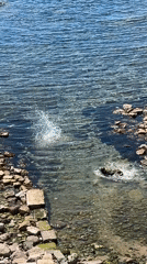 Dog swims in Mediterranean waters near Alghero's historic coastline