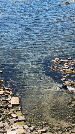 Dog swims in Mediterranean waters near Alghero's historic coastline