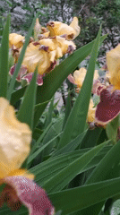 Spring flowers and urban scenes documented in Chaikovsky, Russia
