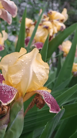 Spring flowers and urban scenes documented in Chaikovsky, Russia