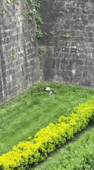 Seagull feeds on pigeon near Barcelona's Montjuïc Castle