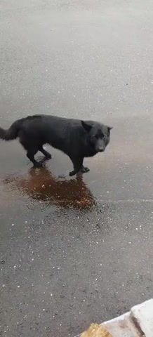 A black dog stands on wet pavement. The dog is facing towards the right of the frame. The dog's head is turned towards the viewer. The dog's mouth is slightly open. The dog's tail is held up and to the left. The pavement is grey and speckled with small rocks. A puddle of water is on the pavement in front of the dog. The dog's reflection is visible in the puddle. The video is shot from a slightly elevated angle looking down at the dog.