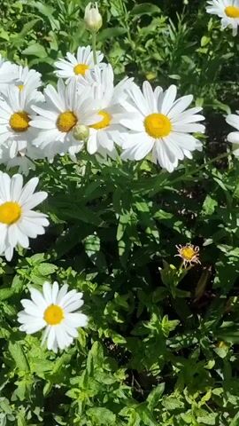 The video shows a close-up view of a patch of white daisies with yellow centers. The flowers are in various stages of bloom, with some fully open and others still budding. The daisies are surrounded by green foliage, and in the background, there is a hint of a stone wall and a person wearing a blue skirt. The sunlight appears to be bright, casting shadows on the flowers. The camera slowly pans across the scene, highlighting the beauty of the flowers and the natural environment.