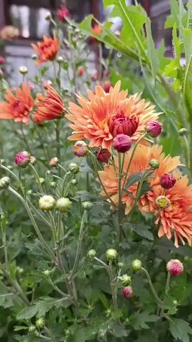 The video shows a close-up, vertical view of orange chrysanthemums blooming in a garden. Several fully open chrysanthemums are visible, with their delicate petals unfurling. Numerous buds in various stages of development, some tinged with pink and red, are scattered amongst the flowers. The background is softly blurred, with glimpses of green foliage and what appears to be a fence or structure. The lighting suggests it is daytime, possibly overcast or in the shade, as the colors are vibrant but not harsh. There are no people or animals in the frame, and the focus is entirely on the natural beauty of the blooming flowers.