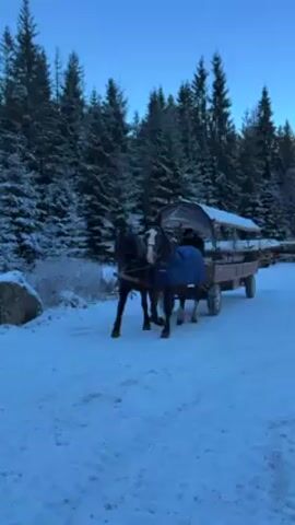 A pair of black horses with white markings are pulling a brown wagon on a snowy path. The wagon has a canvas roof and is marked with the number 27. A person is driving the wagon. In the background are snow-covered evergreen trees under a clear blue sky.