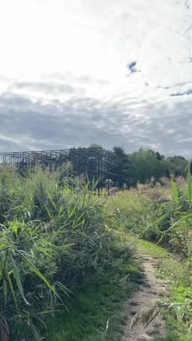 A low-angle shot captures a pathway leading through tall grass and reeds towards a large, open-air, cube-shaped structure made of dark metal beams and supports. Inside the structure, several large, spherical objects of varying colors, including white and dark gray, are visible, suspended at different heights. The sky above is mostly overcast with bright clouds and a visible sun peeking through. The overall environment appears to be a natural, outdoor setting with trees and foliage surrounding the structure. The camera is stationary.