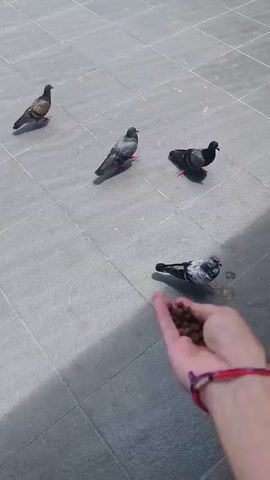 A person feeds pigeons on a tiled surface. The camera moves from the birds to a large statue of a deity with multiple arms, atop a dragon. Smaller statues and offerings surround the main figure. The setting appears to be outdoors on a sunny day.
