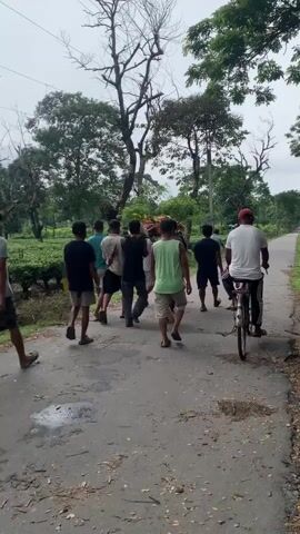 The video captures a group of people walking along a paved road in a rural, possibly tropical, setting. The road is flanked by lush green vegetation, including what appears to be tea bushes on the left and trees on the right. A cloudy sky suggests overcast conditions. The group consists of at least eight individuals, mostly young men, walking in the same direction. Some are carrying what looks like a large, decorated object, possibly for a festival or ceremony, supported by poles. Another person is riding a bicycle alongside the group, slightly behind them. The overall atmosphere seems casual, with people dressed in t-shirts and shorts.