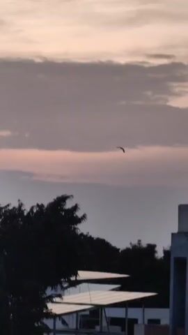 The video shows a bird flying across a pale pink and grey sky during sunset. Below the sky are dark green trees and the top of a building with solar panels.