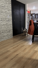 Dalmatian plays with toy indoors in Puebla home