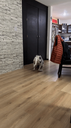 Dalmatian plays with toy indoors in Puebla home