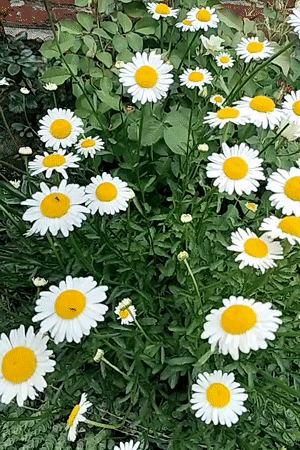 Morning garden and cats captured in Lykhove, Ukraine