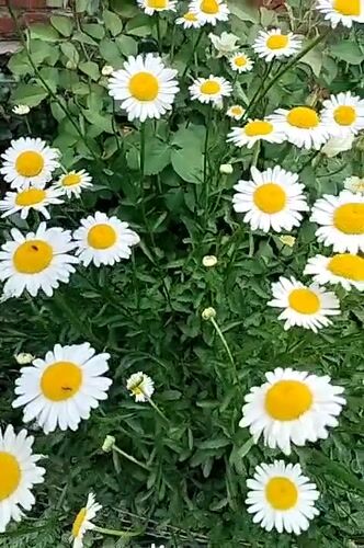 Morning garden and cats captured in Lykhove, Ukraine