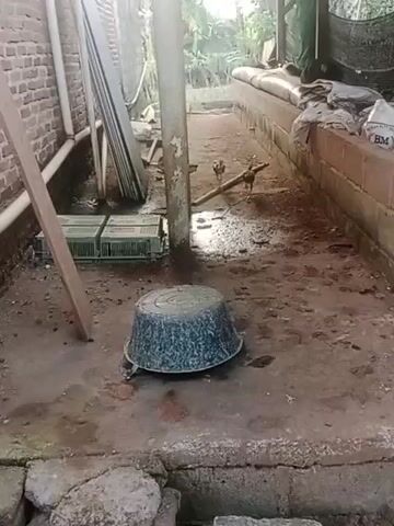 A chicken walks in a muddy outdoor area next to a brick wall. In the foreground is a large, dark-colored basin with a lid. To the left are stacks of what appear to be green plastic crates and a wooden plank leaning against the brick wall. In the background, beyond the chicken, is a long, raised structure covered with a white material, and beyond that are trees and vegetation. The ground is wet and appears to be dirt and concrete. The video pans to the right, showing a large blue tarp covering a pile of green material, possibly grass or hay. Further to the right, a concrete support pillar is visible.