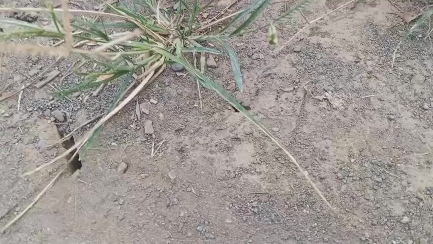A close-up, top-down shot of dry, dusty ground with sparse patches of green grass. The soil is a mix of fine dirt and small pebbles, with a few larger rocks visible. There are several small dark holes or crevices in the ground. A single blade of grass appears to be moving slightly, possibly due to wind or an unseen disturbance. The lighting suggests it is daytime, possibly overcast or in a shaded area, as there are no strong shadows.