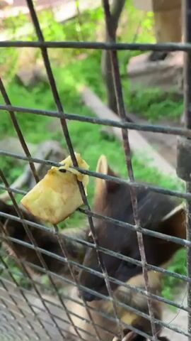 A close-up shot shows a marten behind a metal cage. The marten is biting into a slice of apple that is held between the bars of the cage. The marten has sharp claws and its fur is dark brown with lighter patches. The background is blurred, showing greenery and possibly trees.