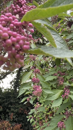 Macro garden walk through wet grass, berries, and wildflowers in Krefeld