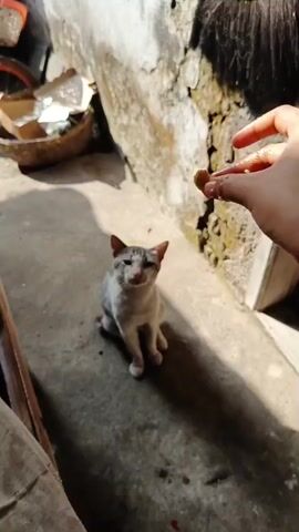 A cat sits on a concrete surface in what appears to be an alley or backyard. A person's hand enters the frame from the right and gestures towards the cat. The cat then turns and walks away from the person and the camera. In the background, there is a wall with peeling paint, a bicycle with a basket, and a woven basket filled with various items. Sunlight casts strong shadows on the ground.