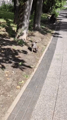 Bronze hippo sculptures and a curious dog in Khimki park
