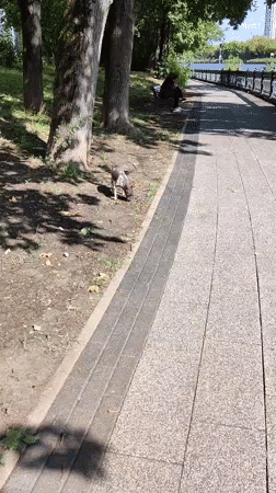 Bronze hippo sculptures and a curious dog in Khimki park